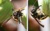 Ancistrocerus sp.